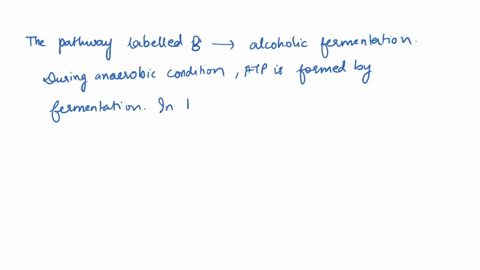 identify-the-name-of-each-of-the-pathways-a-b-c-pathway-glucose-pathway-b-glucose-pathway-c-glucose-pyruvic-acid-pyruvic-acid-pyruvic-acid-carbon-dioxide-carbon-dioxide-lactic-acid-ethyl-alc-16494