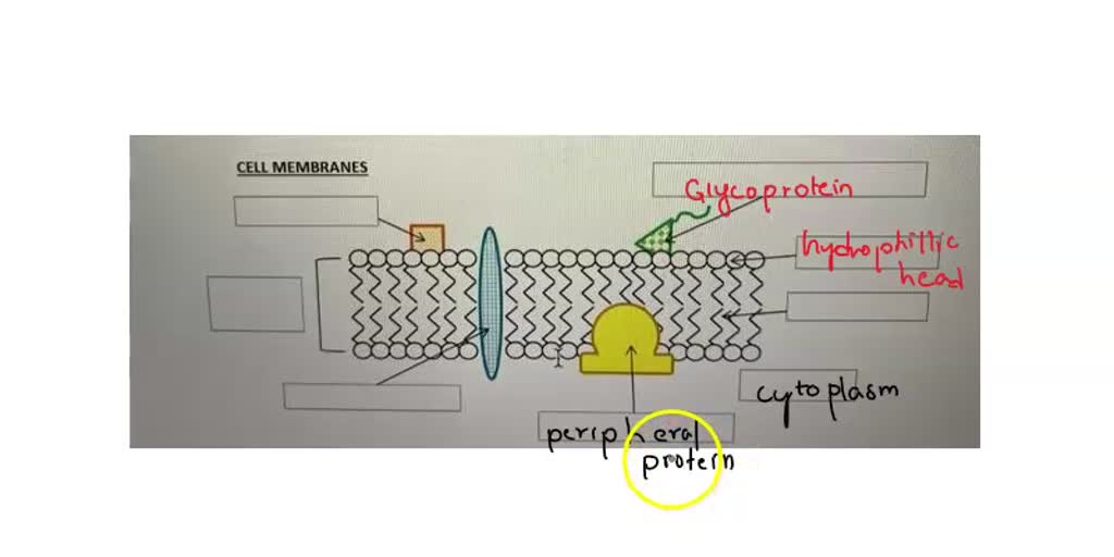 SOLVED Text (8 pts) Label the following diagram with the word bank