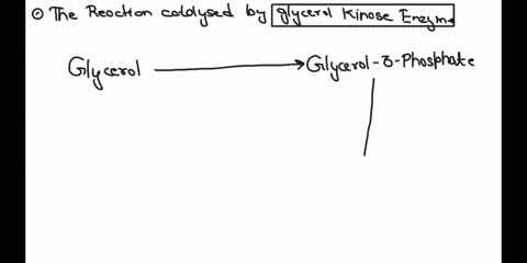 glycerol-is-byproduct-of-tag-break-down-in-liver-glyccrol-can-be-phosphorylated-by-glycerol-kinase-t0-generate-glycerol-phosphate-this-molecule-then-oxidized-by-glycerol-phosphate-dehydrogen-81468