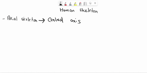 how-many-bones-make-up-the-an-adult-human-skeleton-17362