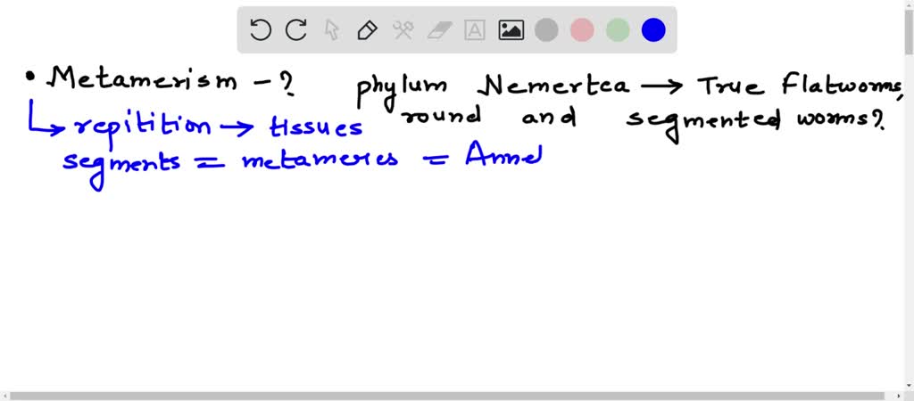 SOLVED: What is metamerism and which group of organisms displays this ...