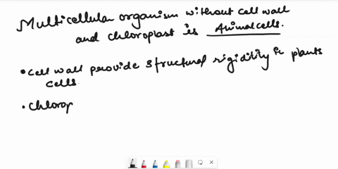 what-is-a-multicellular-organism-with-no-cell-walls-or-chloroplasts-46484