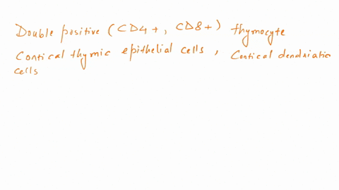 what-happens-if-a-double-positive-cd4-cd8-thymocyte-fails-to-recognize-mhcantigen-complexes-expressed-by-cortical-thymic-epithelial-cells-cortical-dendritic-cells-or-macrophages-while-it-is-67355