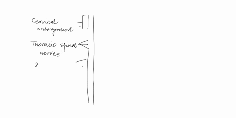 drag-each-label-to-the-appropriate-region-of-the-spinal-cord-drag-each-label-to-the-appropriate-region-of-the-spinal-cord-cervical-enlargement-lumbar-spinal-nerves-sacral-spinalnerves-lumbos-25798