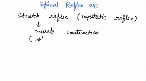 describe-a-spinal-reflex-arc-and-the-role-of-that-stretch-receptors-muscle-spindles-and-golgi-tendon-organs-have-in-coordinatinf-limb-movements-14093