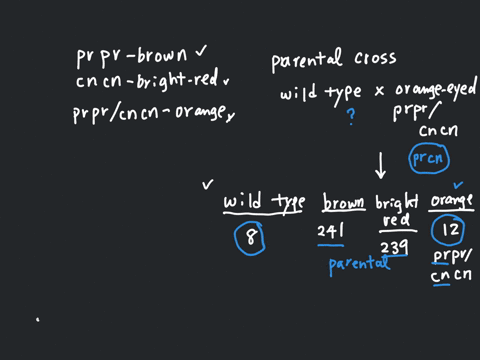in-drosophila-the-autosomal-recessive-pr-and-cn-mutations-cause-brown-and-bright-red-eyes-respectively-wild-type-flies-have-brick-red-eyes-flies-who-are-homozygous-recessive-at-both-pr-and-c-50686