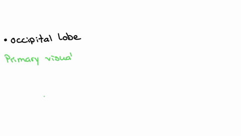 the-primary-visual-cortex-is-located-in-the-insula-temporal-lobe-occipital-lobe-parietal-lobe-frontal-lobe