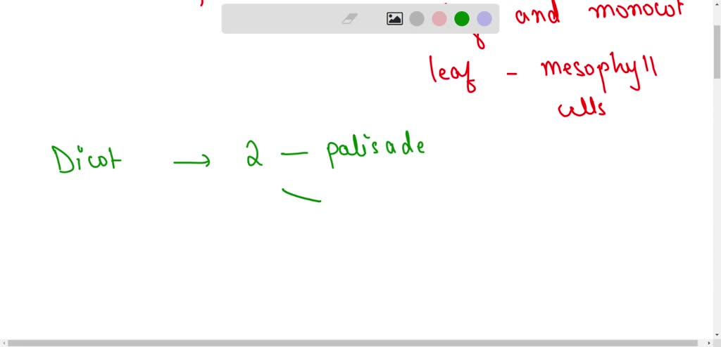 SOLVED: Two main types of mesophyll cells in leaves How do these two ...