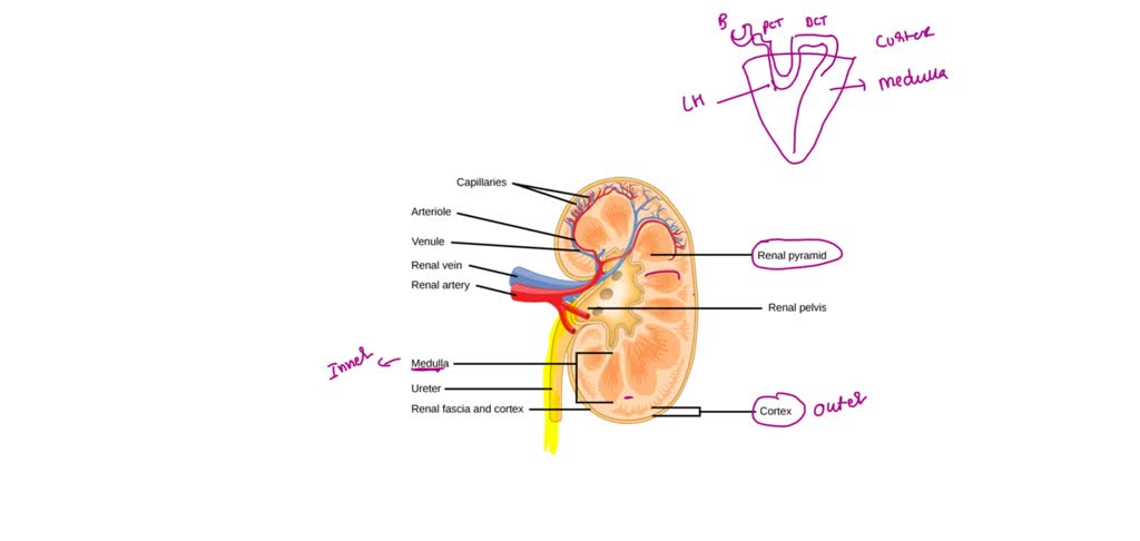 SOLVED: QUESTION 8 The major calyces of the kidney converge ferm ...