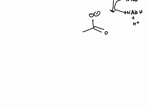 when-humans-consume-alcoholic-beverages-the-enzyme-alcohol-dehydrogenase-catalyzes-the-conversion-of-ethanol-acetaldehyde_-acetaldehyde-is-then-metabolized-to-acetate_-catalyzed-bv-the-aldeh-15097