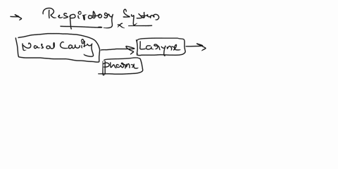 which-are-the-major-organs-or-tissues-of-the-respirative-system-10351