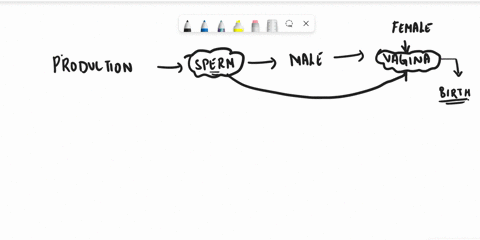 2-10-identify-the-sequence-of-structures-through-which-sperm-pass-from-the-site-of-production-to-the-vagina-60089