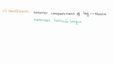 muscle-analysis-chart-ankle-complete-the-chart-by-transverse-listing-tarsal-and-the-subtalar-e-muscles-joints-und-tocs-primarily-inukad-in-cach-nrunenae-dorsiflexion-ankh-plntat-arumn-10-tra-87714