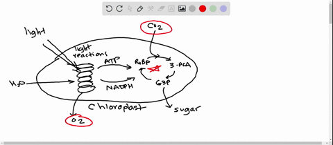 question-7-3-pts-is-often-referred-to-as-the-dark-reactions-but-this-is-a-the-calvin-cycle-cant-the-calvin-cycle-proceed-in-the-absence-of-light-poor-name-why-co2-is-only-available-during-th-65481