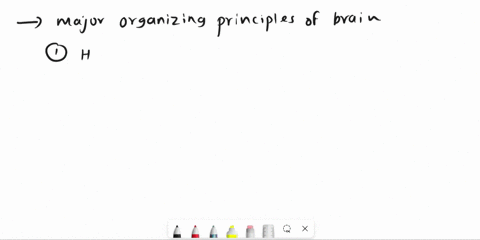 what-are-major-organizing-principles-of-the-brain-briefly-describe-each-12654