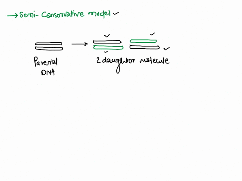 3-we-went-over-three-models-t0-explain-dna-replication-conservative-dispersive-and-semi-conservative-which-one-of-these-is-correct-and-explain-what-it-means-63784