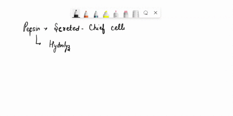 which-digestive-enzyme-hydrolyzes-protein-in-the-stomach-a-chymotrypsin-b-enteropeptidase-c-elastase-d-pepsin-e-trypsin-81776