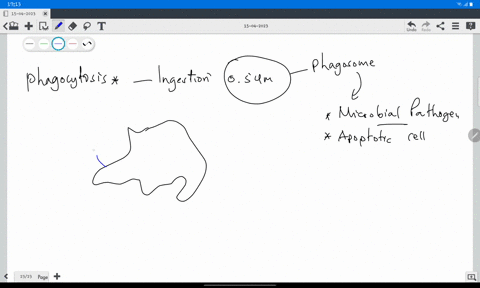 describe-the-steps-involved-in-phagocytosis-in-the-human-body-condense-your-description-to-4-sequential-steps-include-in-your-description-the-role-of-cytokines-margination-diapedesis-phagoso-82163