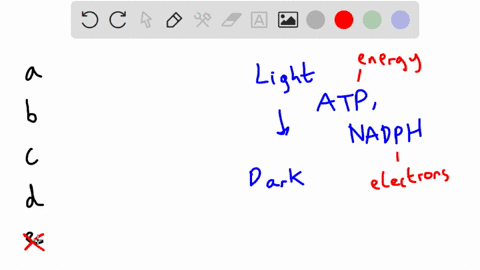 which-of-the-following-is-product-of-the-calvin-cycle-of-photosynthesis-that-is-required-by-the-light-reactions-co2-h2o-nadp-02-atp-24661