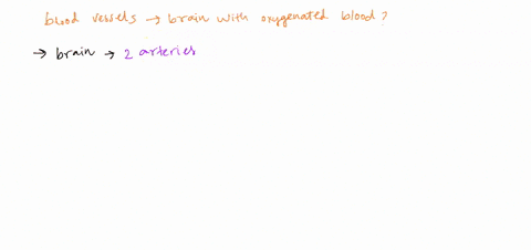 what-blood-vessel-enters-the-cranium-to-supply-the-brain-with-fresh-oxygenated-blood-a-common-caroti-60992