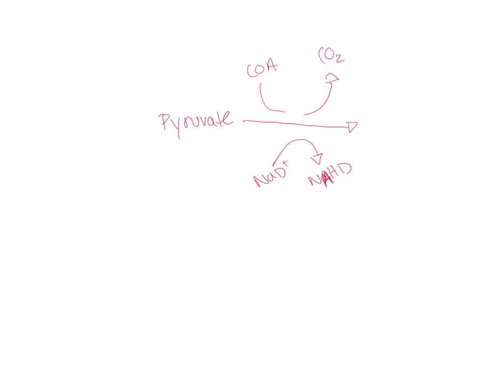 Solved Question Pts In What Molecule S Is The Energy Of A Pyruvate