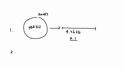1-you-want-to-clone-a-fragment-of-dna-into-a-plasmid-vector-such-as-pbr322-the-plasmid-is-436kb-long-and-has-a-single-restriction-site-for-the-restriction-enzyme-bamhi-if-you-digest-pbr322wi-20815