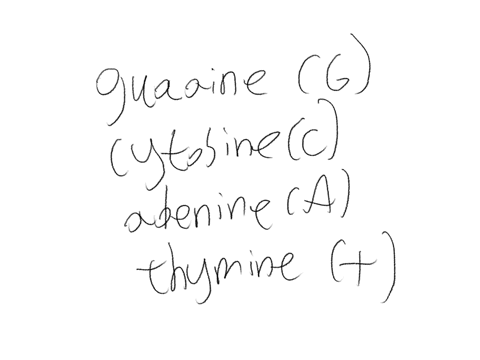 if-15-of-the-nucleotides-in-a-dna-molecule-contain-guanine-what-percentage-of-the-nucleotides-contain-each-of-the-other-three-bases-explain-your-reasoning