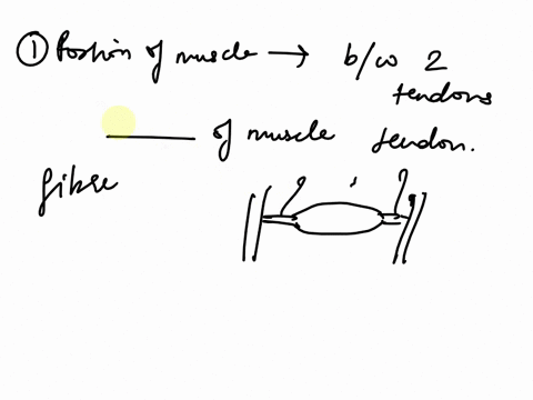 question1-5-the-portion-of-a-muscle-between-the-two-tendons-is-the-of-the-muscle-6-identify-two-muscles-that-are-named-for-the-actions-they-perform-63651