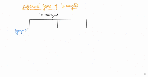 question-37-1-point-leukocytes-are-divided-into-3-broad-groups-called-a-basophils-eosinophils-and-neutrophils-b-b-lymphocytes-natural-killer-cells-and-dendritic-cclls-granulocytes-mononuclea-08079