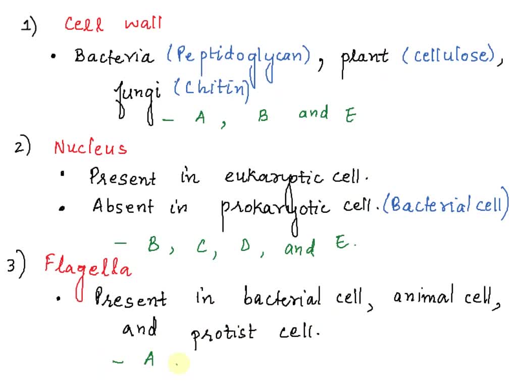 SOLVED: Bacterial cell B. Plant cell Animal cell D. Protist cell Fungal cell  1) State the LETTER(S) of any type of cell that has a cell wall: 2) State  the LETTER(S) of