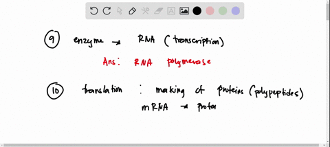 responsible-for-rna-synthesis-9-which-of-the-following-enzymes-a-dna-polymerase-b-trna-c-ribosomes-d-rna-polymerase-10-translation-converts-the-information-stored-in-a-dna_-rna-b-rna-polypep-31853