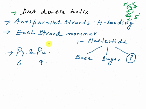 8-label-the-diagram-below-use-the-following-terms-hydrogen-bonds-phosphate-group-deoxyribose-sugar-adenine-thymine-guanine-cytosine-nucleotide-complementary-base-pair-sugar-phosphate-backbon-96703