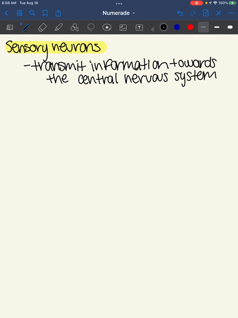 39-sensory-neurons-transmit-information-towards-the-central-nervous-system-which-of-the-following-is-true-concerning-the-movement-of-peripheral-information-towards-the-central-nervous-svstem-07412