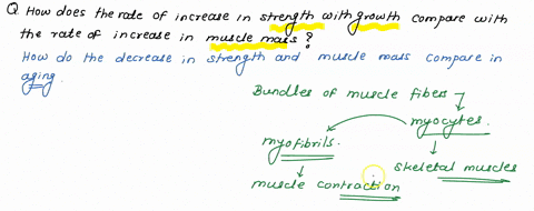 how-does-the-rate-of-increase-in-strength-with-growth-compare-with-the-rate-of-increase-in-muscle-mass-how-do-the-rates-of-decrease-in-strength-and-muscle-mass-compare-in-aging-84449