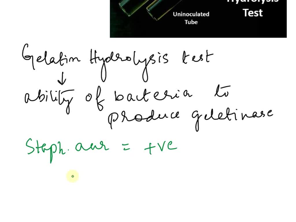 SOLVED Identify the gelatin hydrolysis test for the following grampositive bacteria