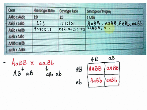 dihybrid-crosses-scomplete-the-table-belowplease-show-your-work-if-you-use-punnett-squares-or-branch-diagrams-to-complete-the-table-cross-aabb-x-aabb-aabbxaa8b-aabbxaabb-aabb-x-aabb-aabb-x-a-64246