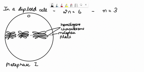 4.1 Diagrams 1 to 3 below represent some of the phases of meiosis shown ...