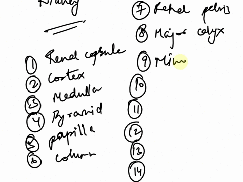 label-the-gross-anatomy-of-the-kidney-1labeling-1-label-the-gross-anatomy-of-the-kidney-2-2-34-5-3-5-6-7-8-8-10-11-12-9-10-11-13-14-12-13-14-2label-the-ariatomy-of-the-nephron-1-2-10-3-4-11-19212