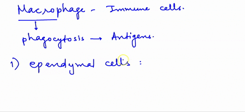 question-11-which-of-the-following-are-specialized-macrophages-a-type-of-immune-cell-that-help-fight-pathogens-and-phagocytize-cellular-debris-and-microorganisms-in-the-brain-eppendymal-cell-03883