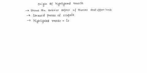 a-inferior-clavicular-border-b-anterior-clavicle-c-acromion-and-spine-of-scapula-d-coracoid-process-of-scapula-e-inferior-border-of-scapula-what-is-the-origin-of-the-highlighted-muscle-66545