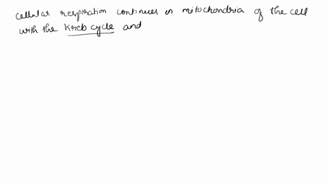cellular-respiration-continues-in-the-mitochondria-of-the-cell-with-the-_____________-cycle-and-the-electron-transport-chain-51766