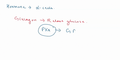 which-hormone-is-secreted-by-a-cells-in-the-pancreas-in-response-to-low-blood-glucose-levels-a-glucagon-b-glycogen-epinephrine-d-somatostatin-e-insulin-83282