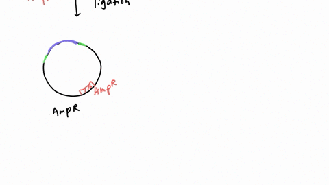 you-have-_-plasmid-that-contains-antibiotic-resistant-genes-one-for-ampicilin-and-one-for-tetracycline-the-pofylinker-site-has-the-gene-coding-for-tetracycline-if-you-are-looking-for-the-pla-36686