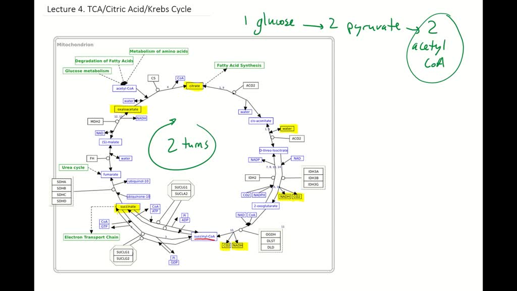 What Is Krebs Cycle And Electron Transport Chain