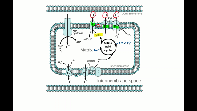 Cellular Respiration and Fermentation: Understanding the Basics ...