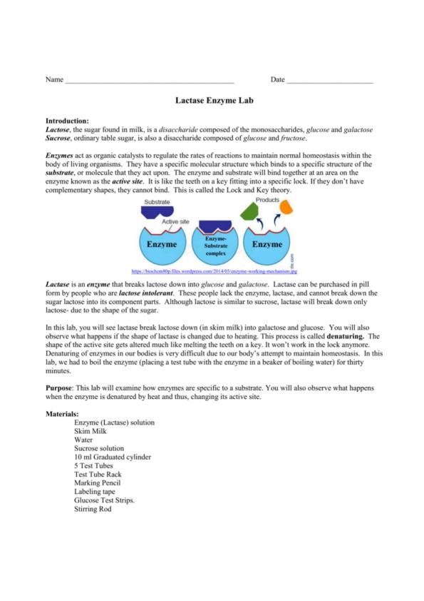 SOLVED: Lactase is an enzyme that breaks down the sugar lactose, which ...