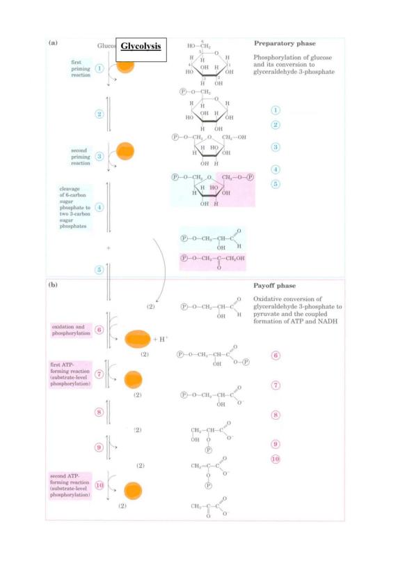 Ready-To-Go Teaching Module: Energy Flow Cellular Respiration Activity ...