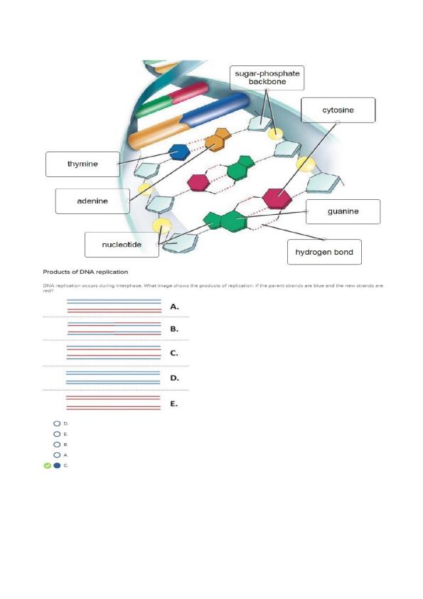 The enzyme responsible for adding new nucleotides to a growing DNA