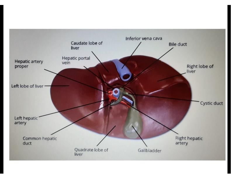 SOLVED: Digestive System Labeling Liver, Pancreas, and Ducts Image to ...