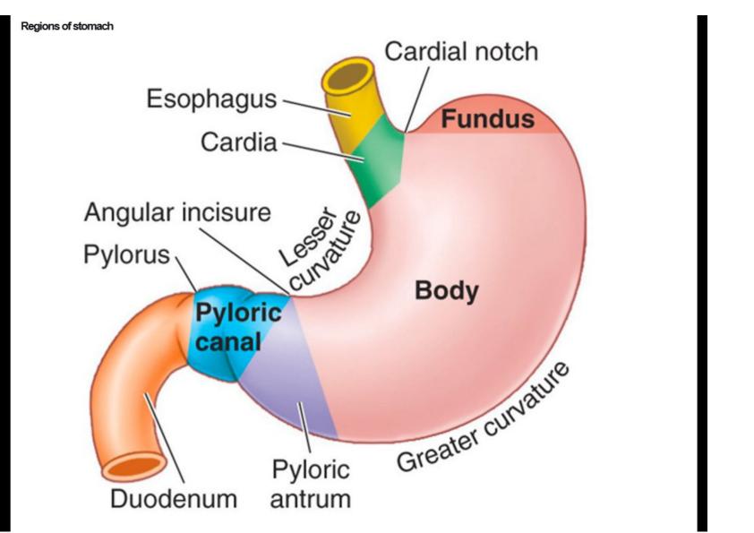 SOLVED: Label the anatomical features of the stomach and nearby regions ...